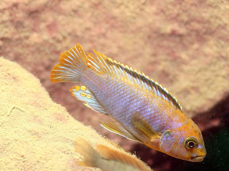 Iodotropheus sprengerae 'Makokola Reef'